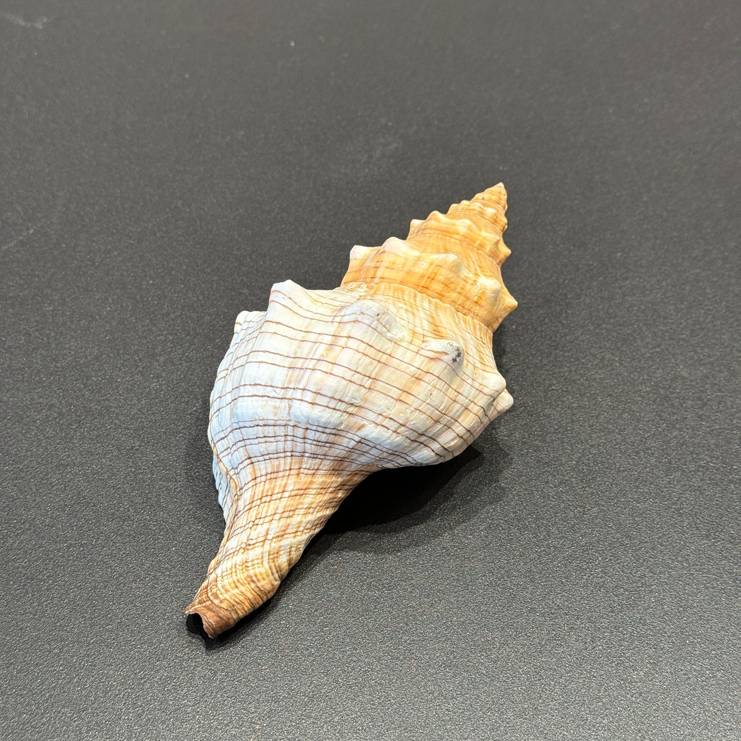 White/Brown Striped Spiral Shell