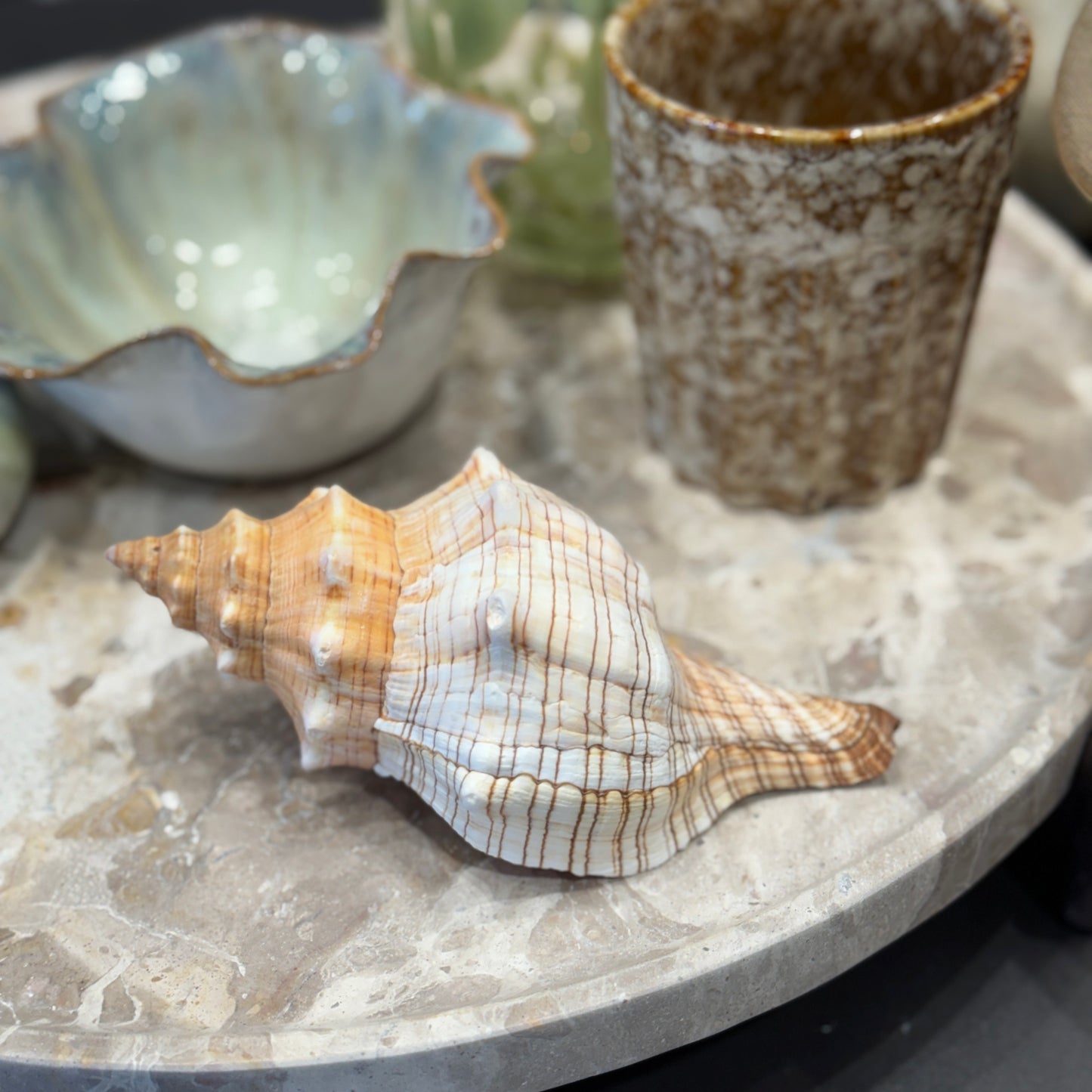 White/Brown Striped Spiral Shell
