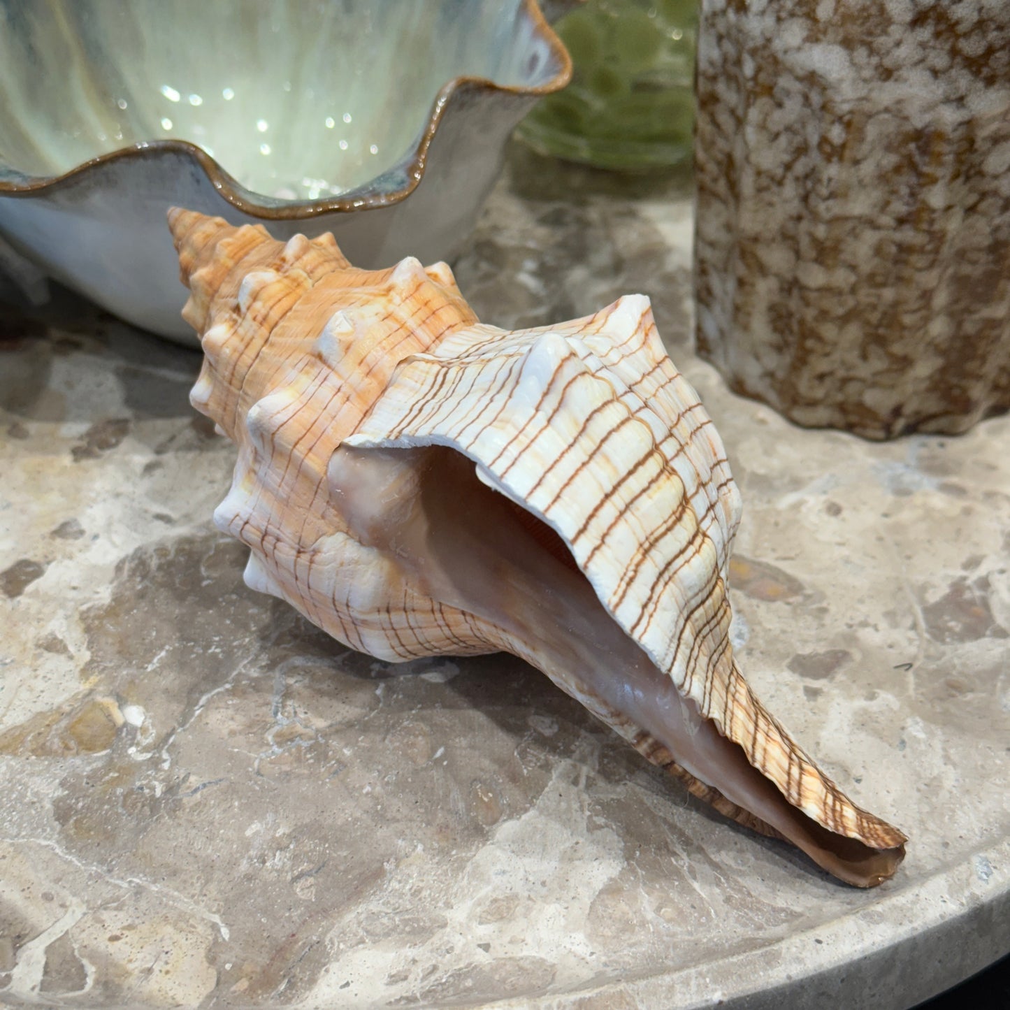 White/Brown Striped Spiral Shell