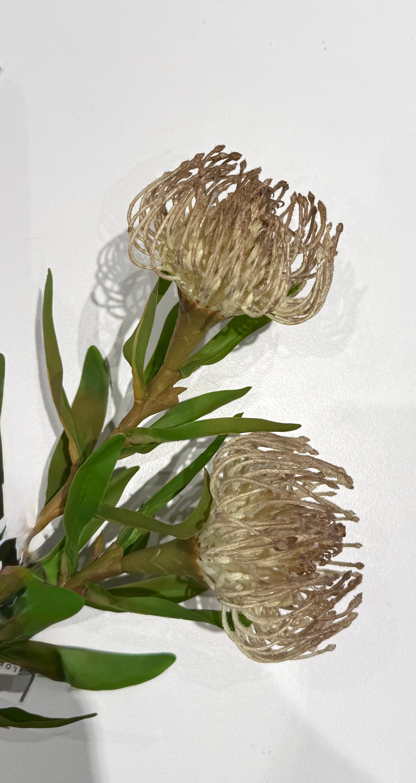 Protea Flower Stem - Nude