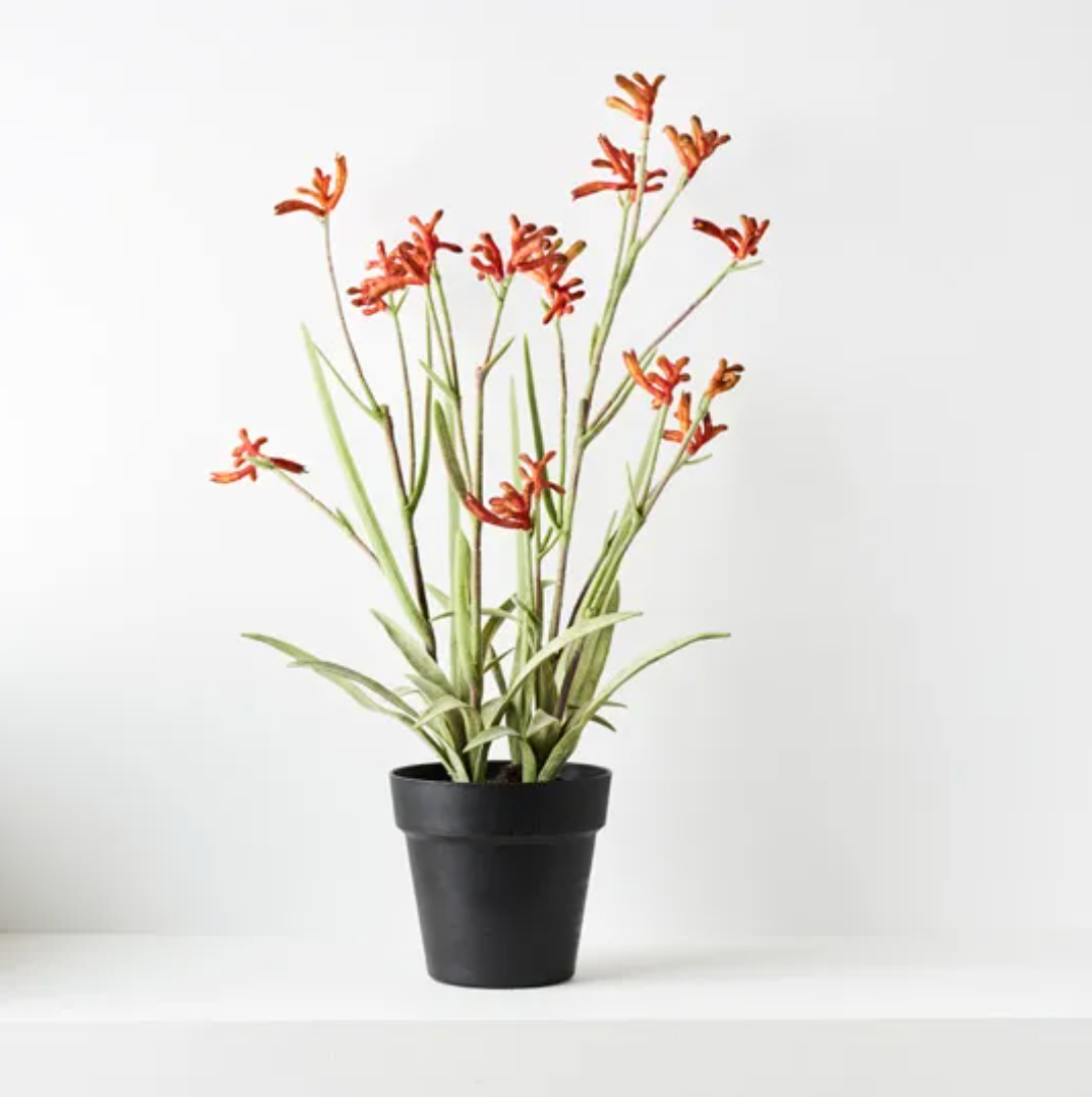 kangaroo paw plant in pots Kangaroo Paw Plant