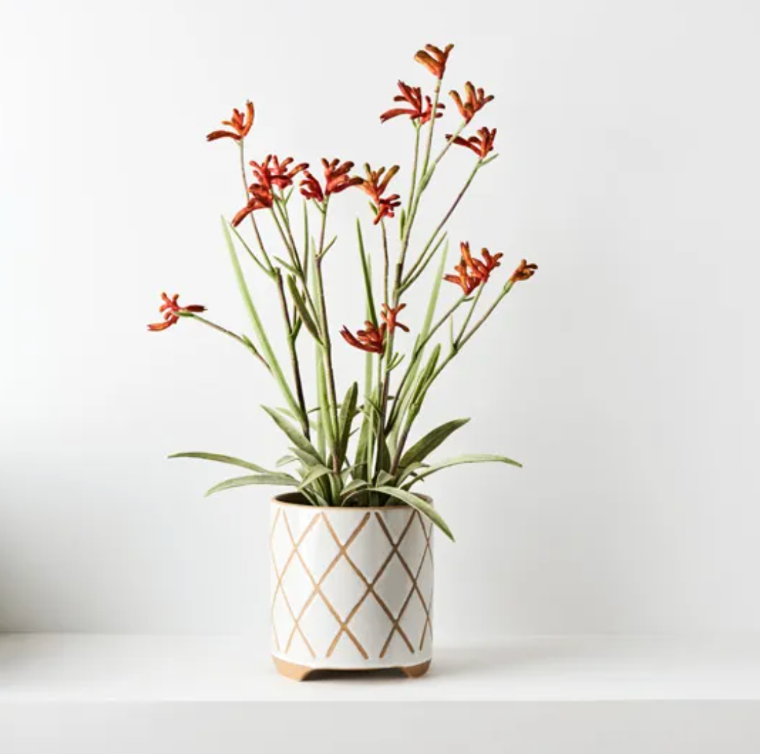 Kangaroo Paw Plant - Burnt Orange