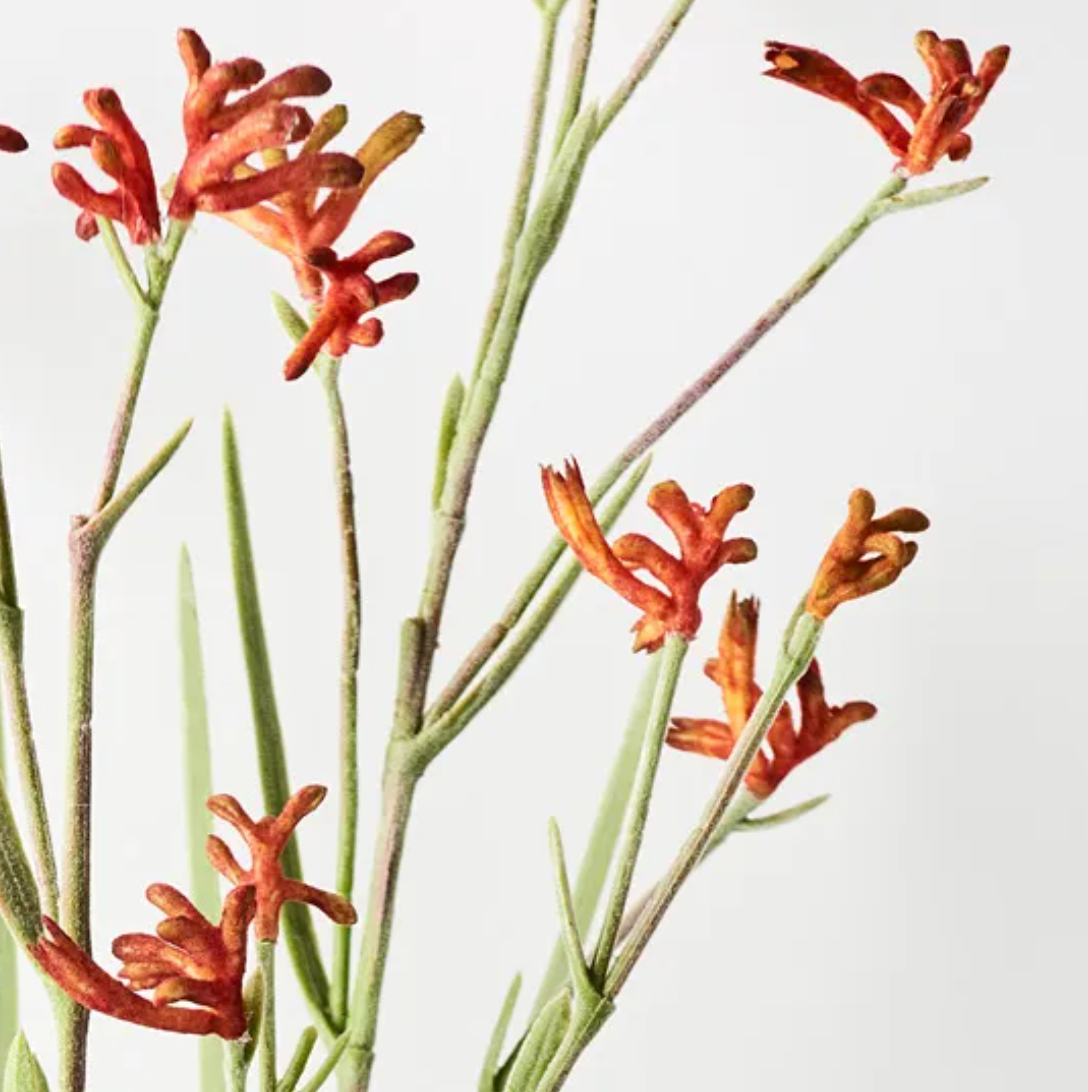 Kangaroo Paw Plant - Burnt Orange