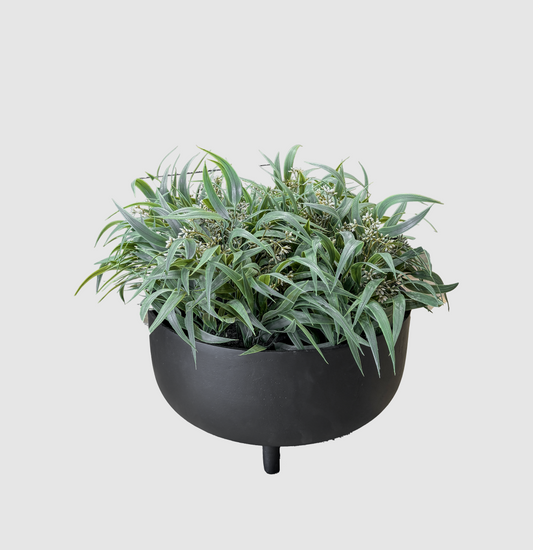 Eucalyptus Seed Bush in Pot