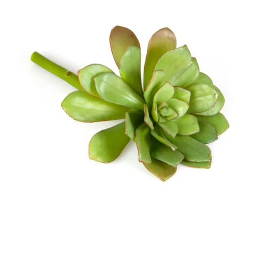 Succulent 15cm Light Green