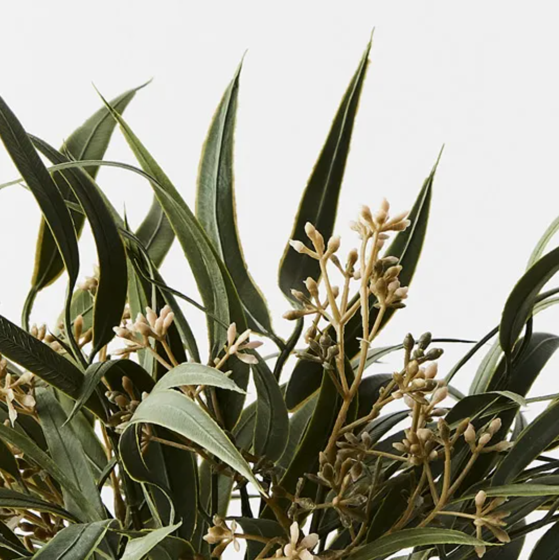 Eucalyptus Seed Bush in a Pot