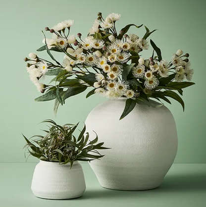 Eucalyptus Seed Bush in a Pot