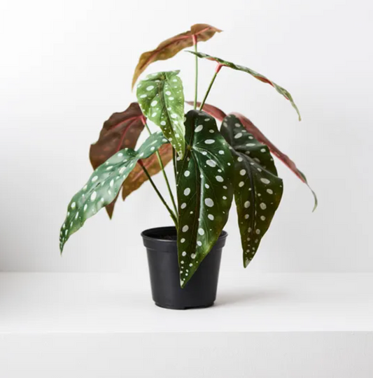 Begonia Maculata in Pot