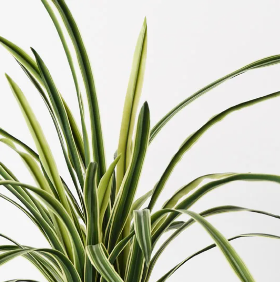 Grass Plant - Variegated