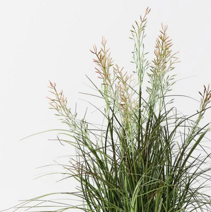 Grass Wheat Plant - Green Brown