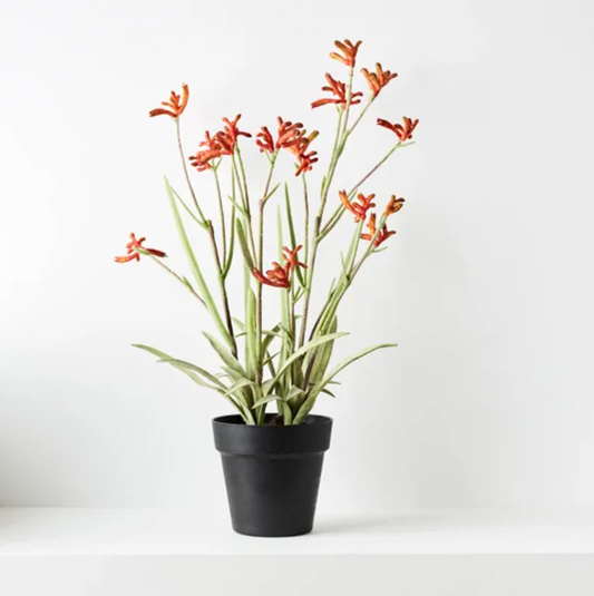 Kangaroo Paw Plant - Burnt Orange