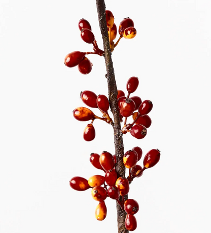 Coffee Bean Spray - Flame