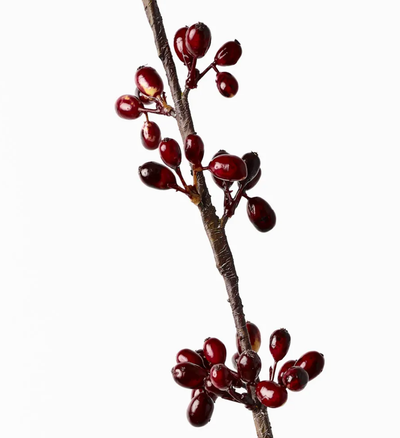 Coffee Bean Spray - Burgundy