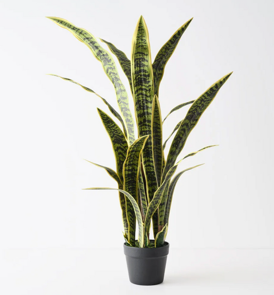 Sanseviera Plant