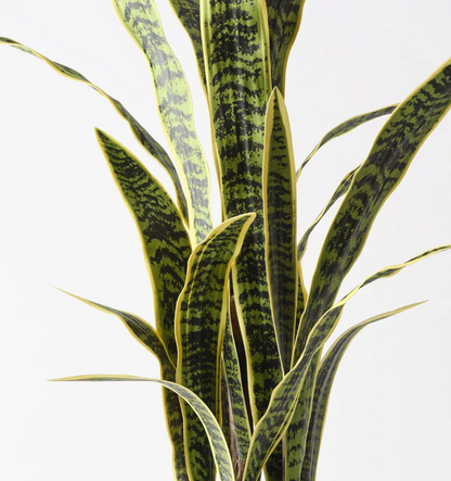 Sanseviera Plant
