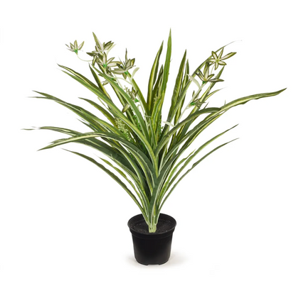 Spider Plant in Pot