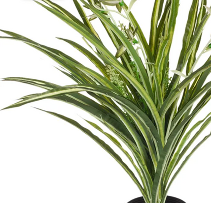 Spider Plant in Pot