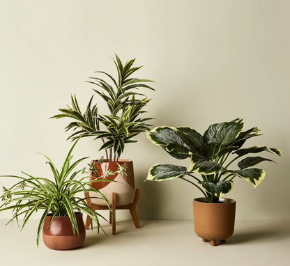 Spider Plant in Pot
