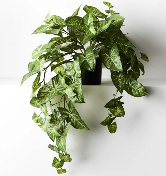 Syngonium Hanging Bush in Pot