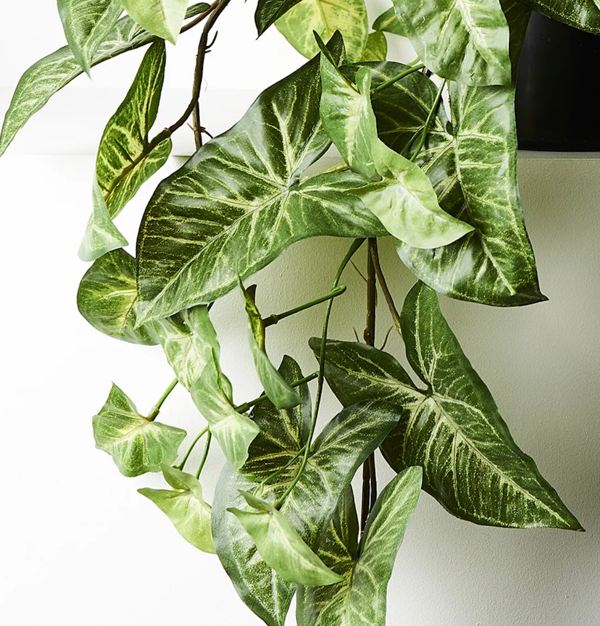Syngonium Hanging Bush in Pot