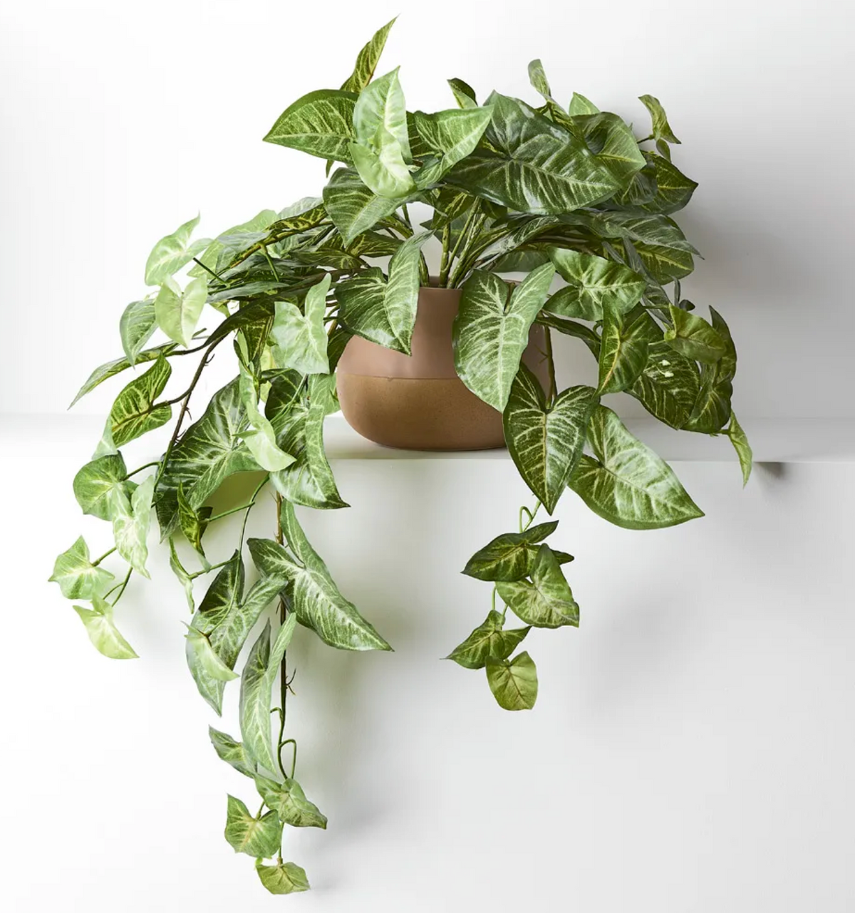 Syngonium Hanging Bush in Pot