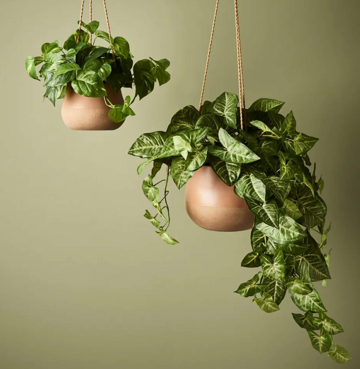 Syngonium Hanging Bush in Pot