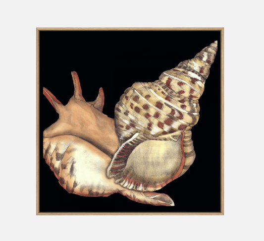 Tandem Shells II – Canvas