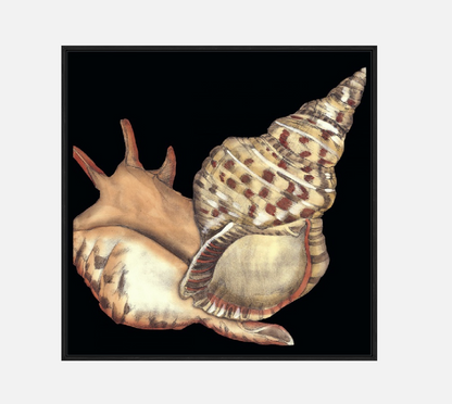 Tandem Shells II – Canvas