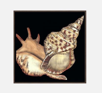 Tandem Shells II – Canvas