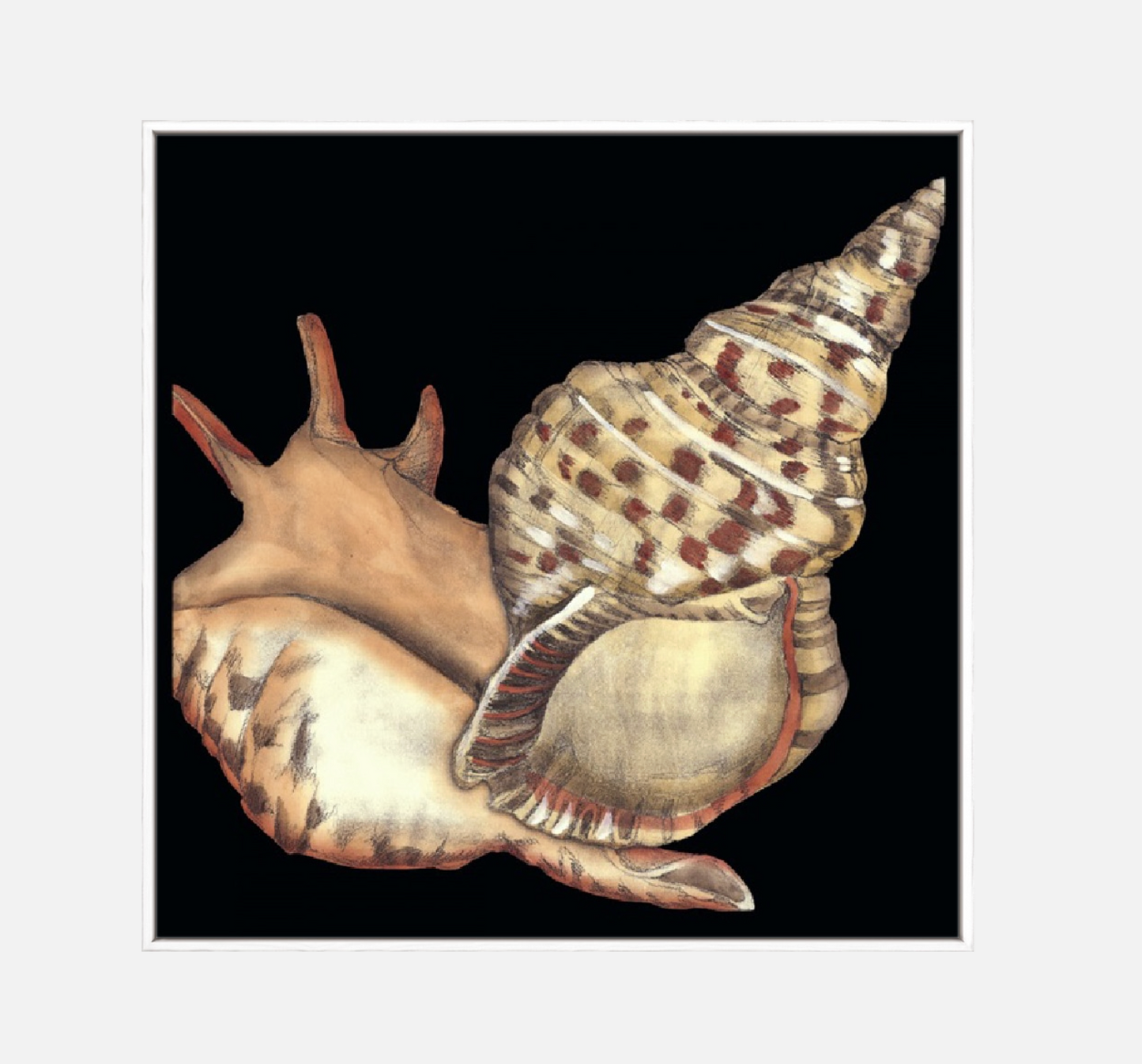 Tandem Shells II – Canvas