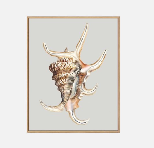 Spider Conch – Canvas