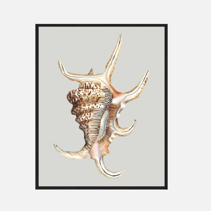 Spider Conch – Canvas