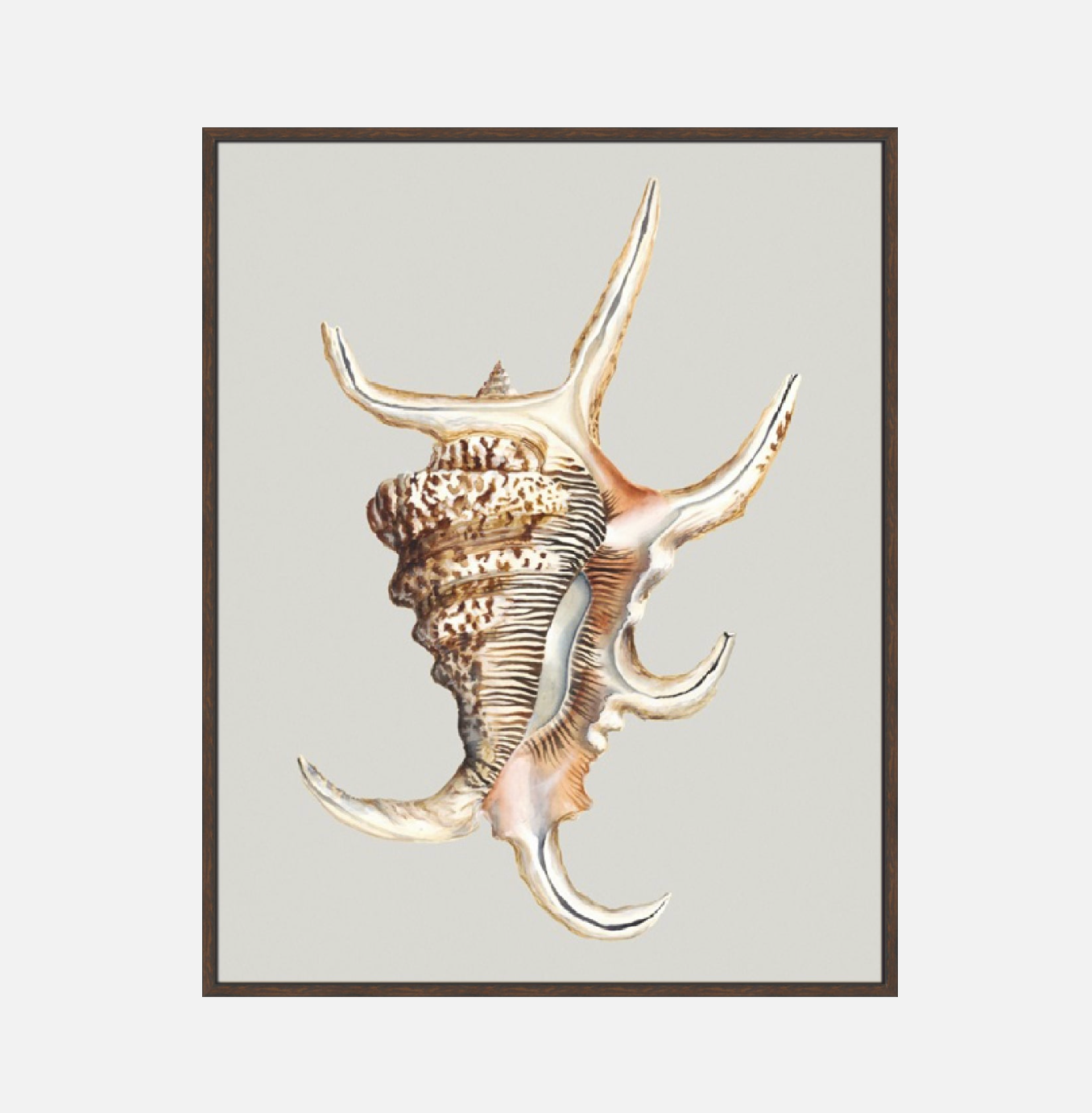 Spider Conch – Canvas