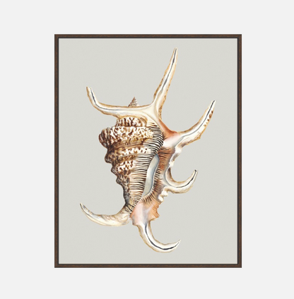 Spider Conch – Canvas