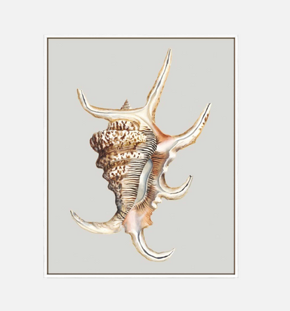 Spider Conch – Canvas