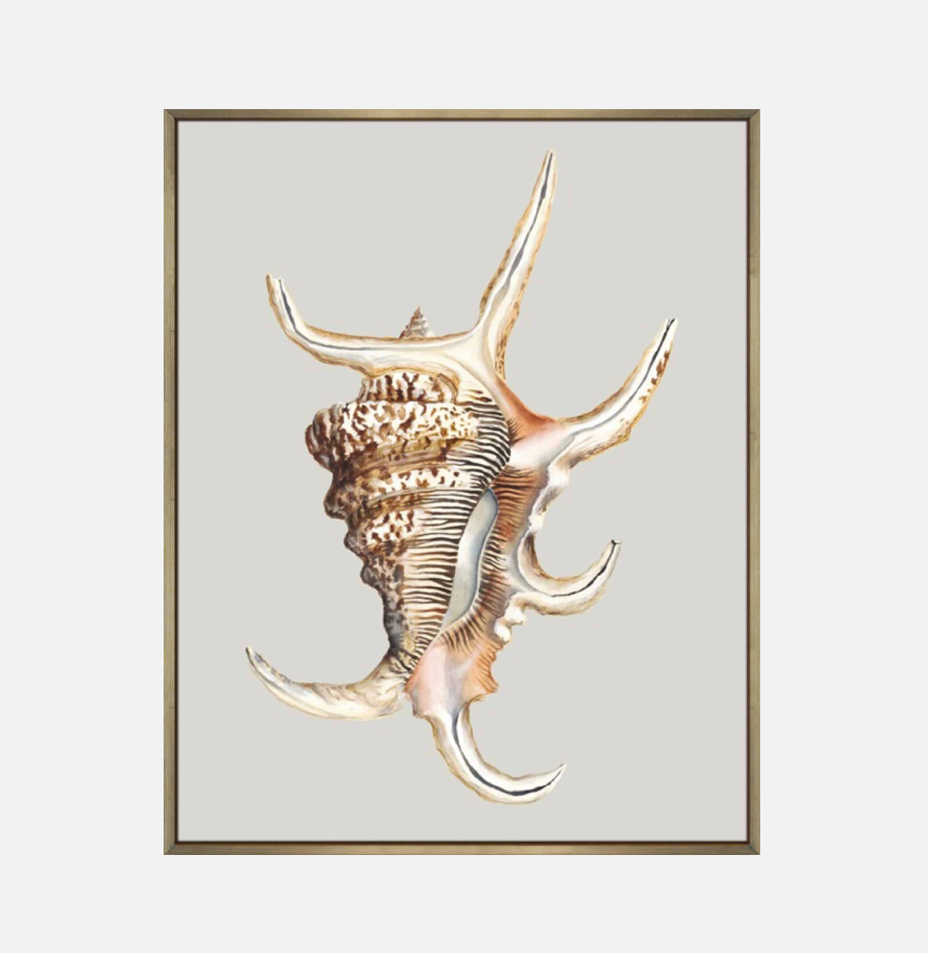 Spider Conch – Canvas