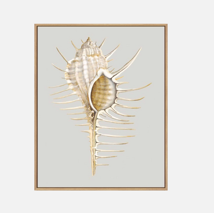 Spiney Murex – Canvas