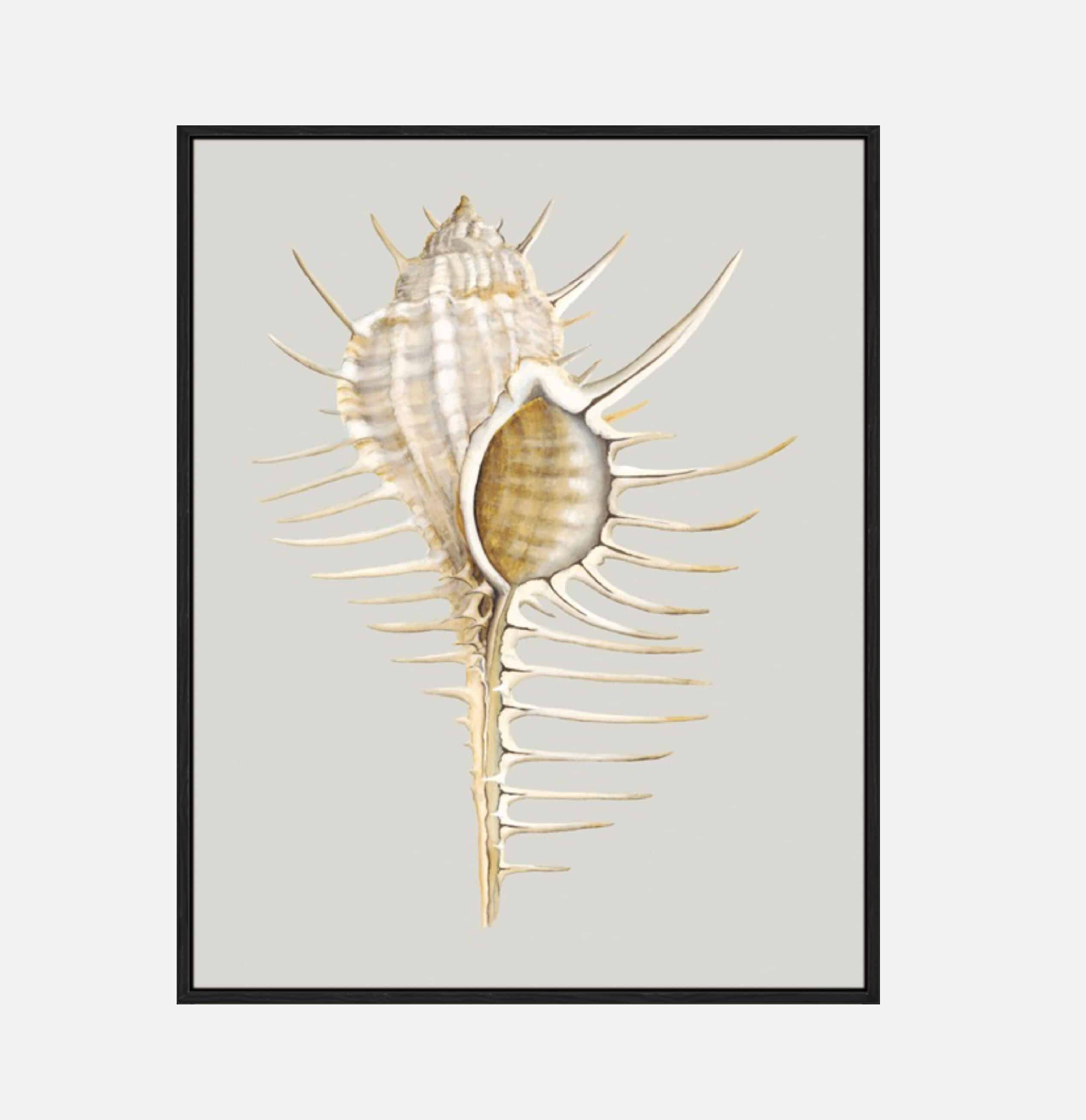 Spiney Murex – Canvas