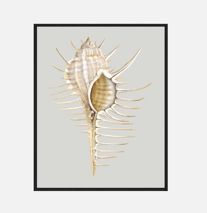 Spiney Murex – Canvas