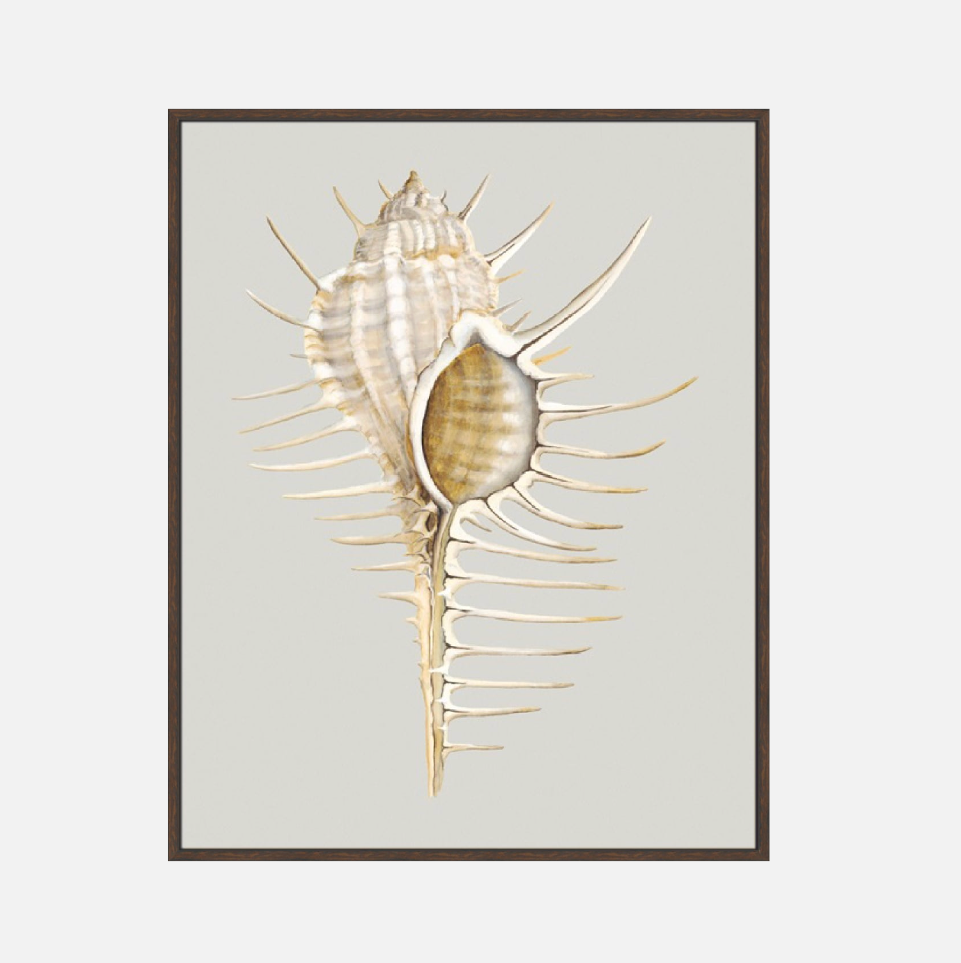 Spiney Murex – Canvas