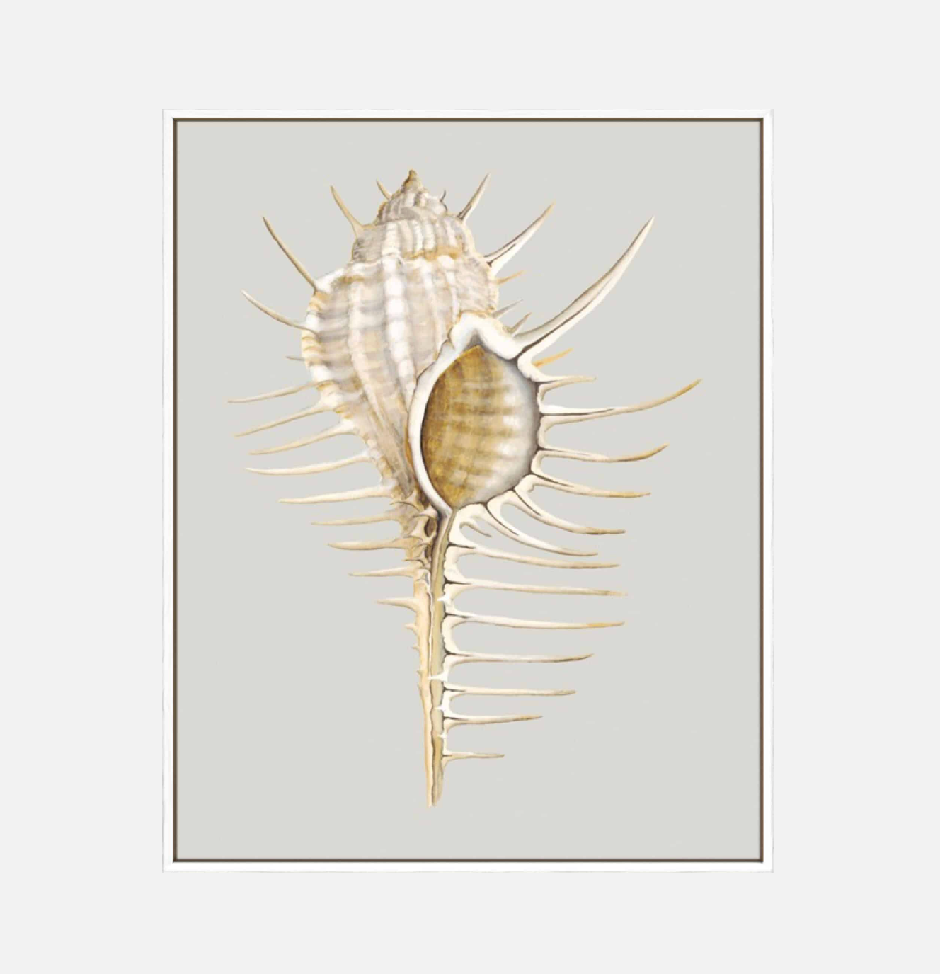 Spiney Murex – Canvas