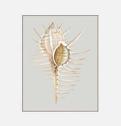Spiney Murex – Canvas