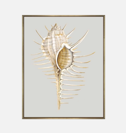 Spiney Murex – Canvas