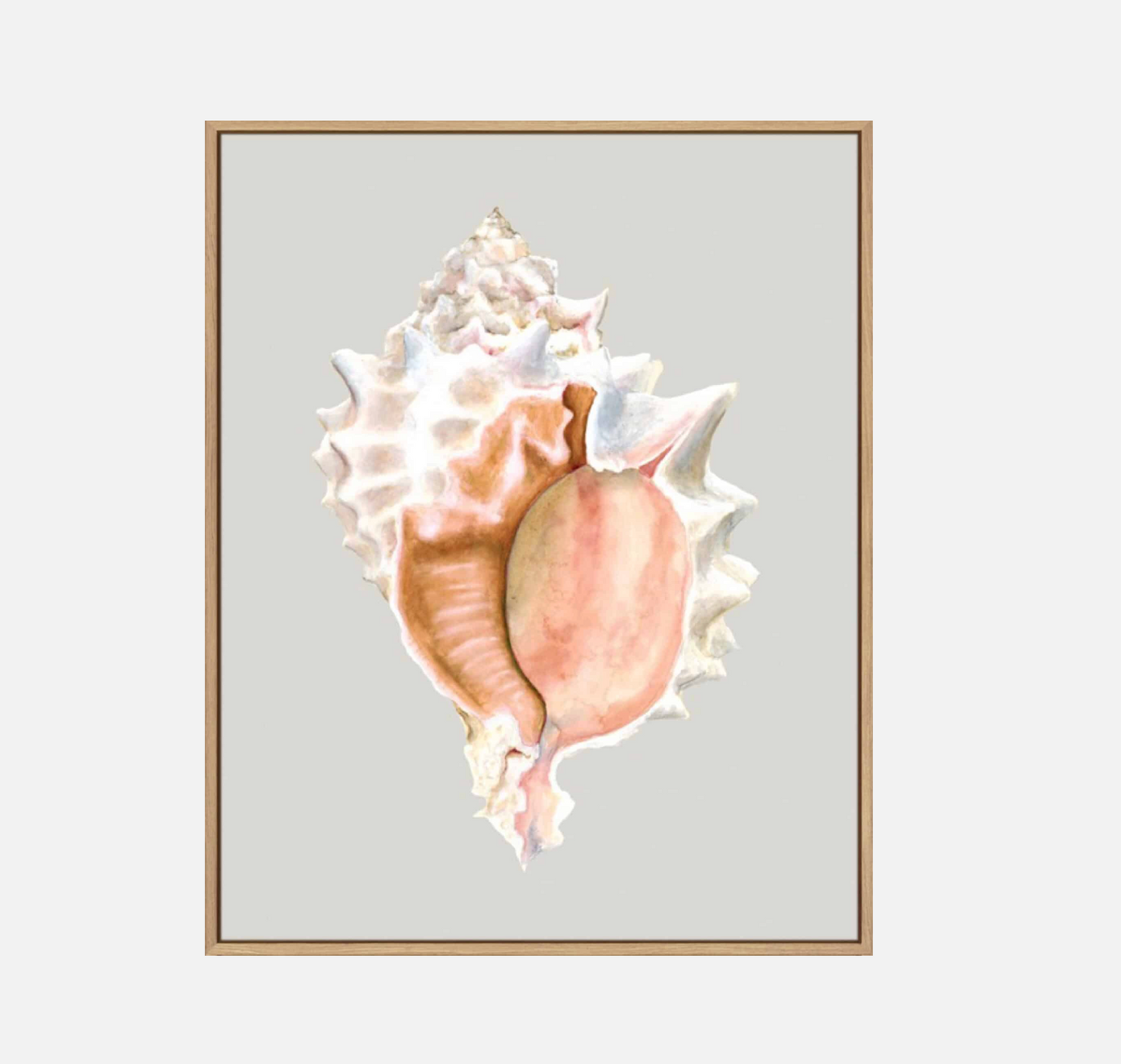 Pink Murex – Canvas