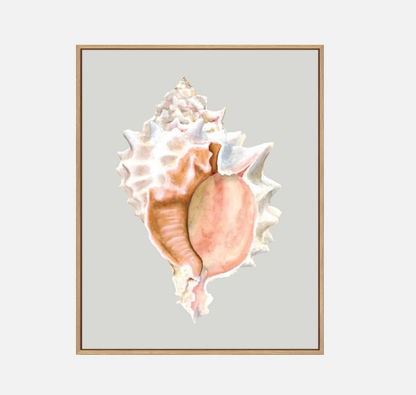 Pink Murex – Canvas