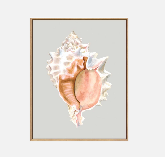 Pink Murex – Canvas