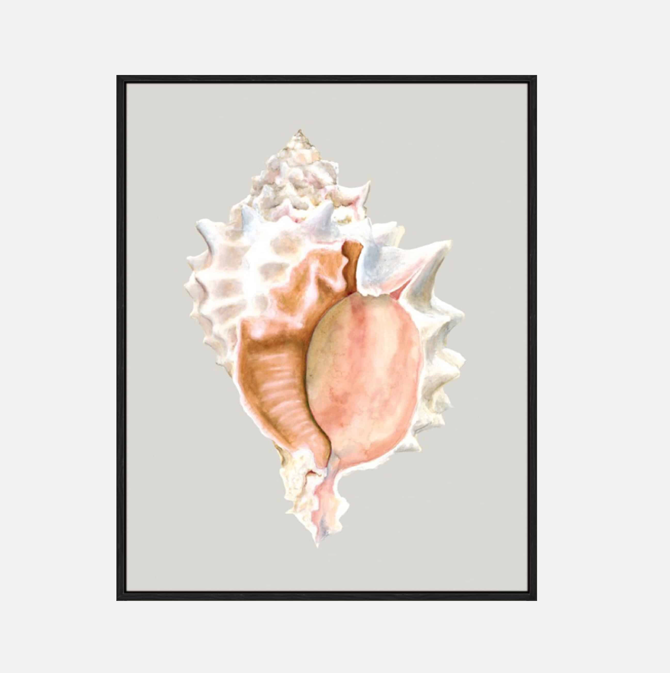 Pink Murex – Canvas