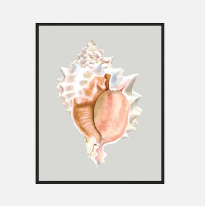 Pink Murex – Canvas