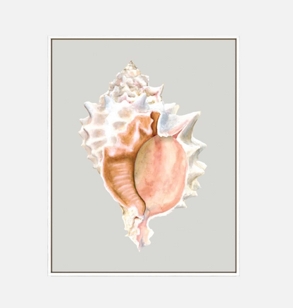 Pink Murex – Canvas