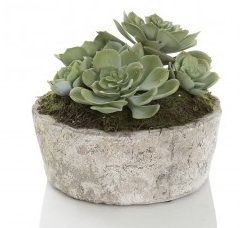 Succulents in concrete pot